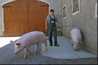 Edelschwein Eber 16