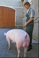Edelschwein Eber 18