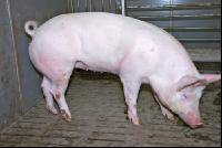 Edelschwein Sauen  01