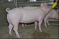 Edelschwein Sauen  02