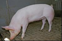 Edelschwein Sauen  03