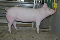 Edelschwein Sauen  07