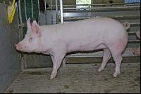 Edelschwein Sauen  08