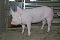 Edelschwein Sauen  09