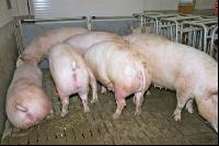 Edelschwein Sauen  10