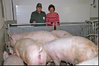 Edelschwein Sauen  11
