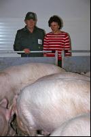 Edelschwein Sauen  13