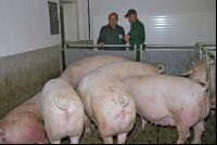 Edelschwein Sauen  14