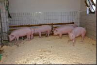Edelschwein Sauen  15