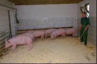 Edelschwein Sauen  18