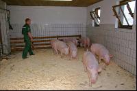 Edelschwein Sauen  19