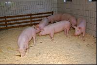 Edelschwein Sauen  20