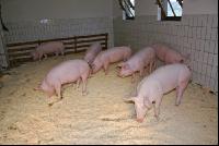 Edelschwein Sauen  21