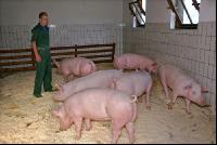 Edelschwein Sauen  23