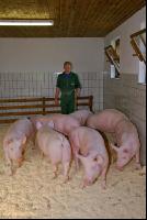 Edelschwein Sauen  26