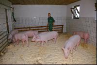 Edelschwein Sauen  28