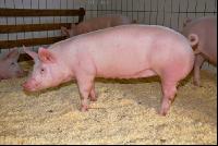 Edelschwein Sauen  29