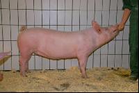 Edelschwein Sauen  34