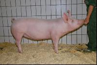 Edelschwein Sauen  35