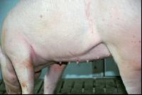 Edelschwein Stall 32