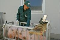 Sau Ultraschall 