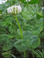 White clover bloom 1