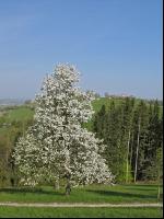 Mostobst Blüte 11