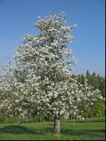 Mostobst Blüte 10