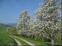 Mostobst Blüte 9