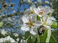 Mostobst Blüte 8