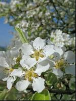 Mostobst Blüte 7
