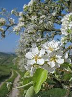 Mostobst Blüte 6