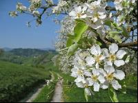 Mostobst Blüte 5