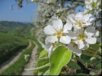 Mostobst Blüte 27