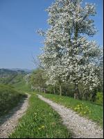 Mostobst Blüte 4