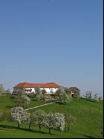 Mostobst Blüte 2