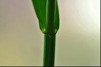 Triticale Blattöhrchen 2
