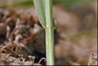 Triticale Blattöhrchen 1