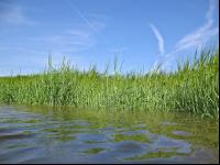 Gerste Hochwasser 3