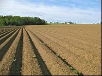 Potato emerge 8