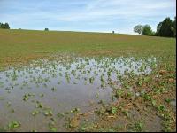 Soja Wasser 5