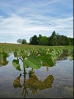 Soja Wasser 6