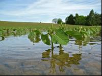 Soja Wasser 7