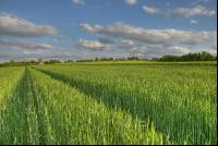 Triticale 2