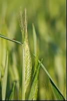 Triticale 4