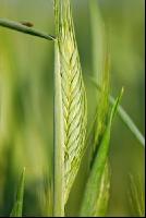 Triticale 5