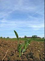 Mais 3 Blatt 4