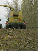 Energieholz Ernte 8