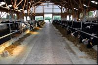 cattle barn inside 2