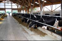 cattle barn inside 3